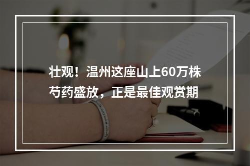 壮观！温州这座山上60万株芍药盛放，正是最佳观赏期