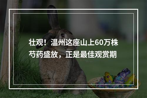 壮观！温州这座山上60万株芍药盛放，正是最佳观赏期