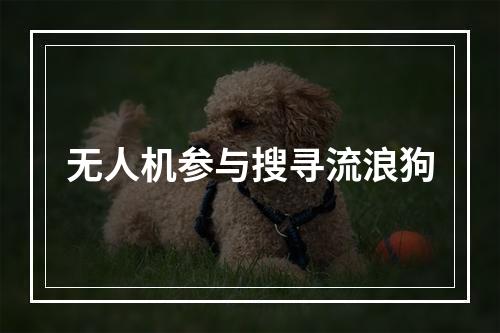 无人机参与搜寻流浪狗