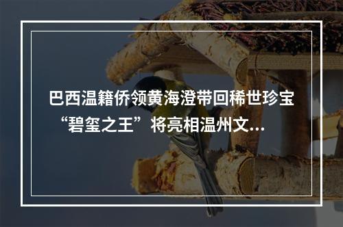 巴西温籍侨领黄海澄带回稀世珍宝 “碧玺之王”将亮相温州文博会