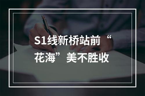S1线新桥站前“花海”美不胜收
