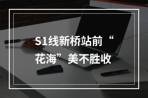 S1线新桥站前“花海”美不胜收