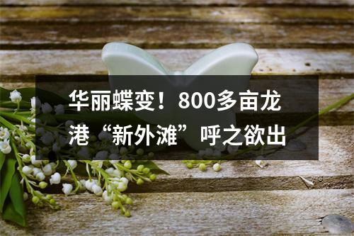 华丽蝶变！800多亩龙港“新外滩”呼之欲出
