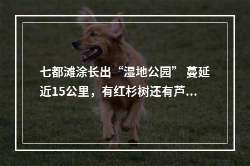 七都滩涂长出“湿地公园” 蔓延近15公里，有红杉树还有芦苇荡