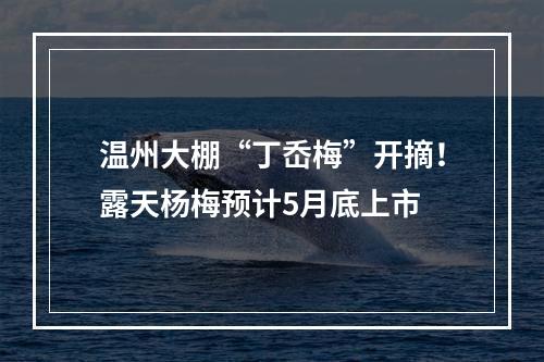 温州大棚“丁岙梅”开摘！露天杨梅预计5月底上市