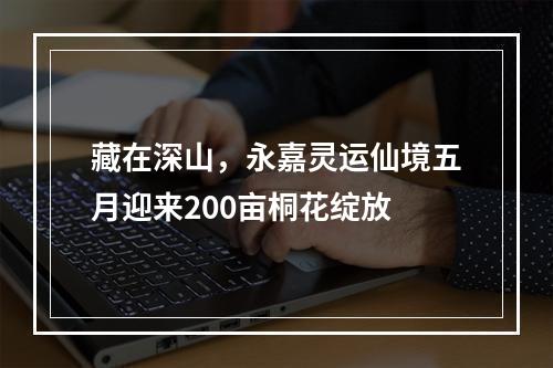 藏在深山，永嘉灵运仙境五月迎来200亩桐花绽放