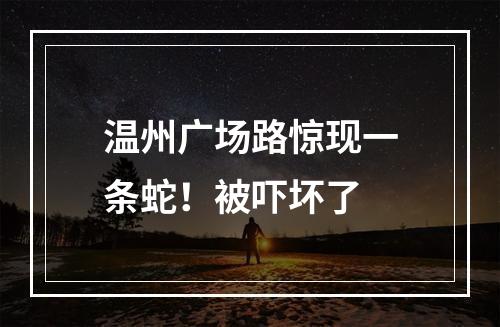 温州广场路惊现一条蛇！被吓坏了