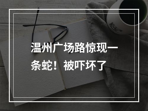 温州广场路惊现一条蛇！被吓坏了