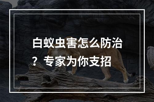 白蚁虫害怎么防治？专家为你支招