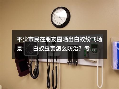 不少市民在朋友圈晒出白蚁纷飞场景——白蚁虫害怎么防治？专家为你支招