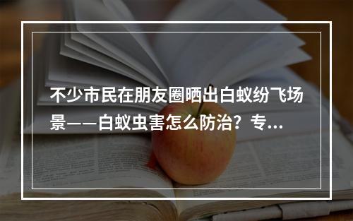 不少市民在朋友圈晒出白蚁纷飞场景——白蚁虫害怎么防治？专家为你支招