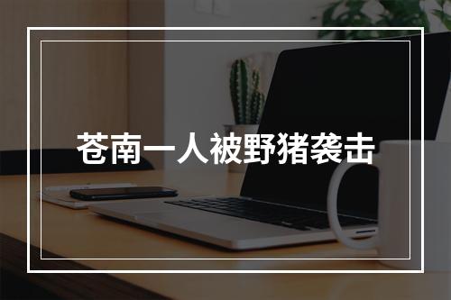 苍南一人被野猪袭击