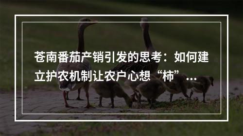 苍南番茄产销引发的思考：如何建立护农机制让农户心想“柿”成