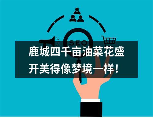 鹿城四千亩油菜花盛开美得像梦境一样！