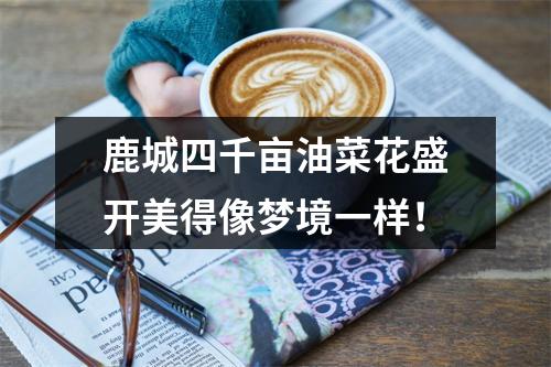 鹿城四千亩油菜花盛开美得像梦境一样！