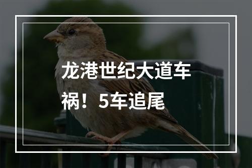 龙港世纪大道车祸！5车追尾