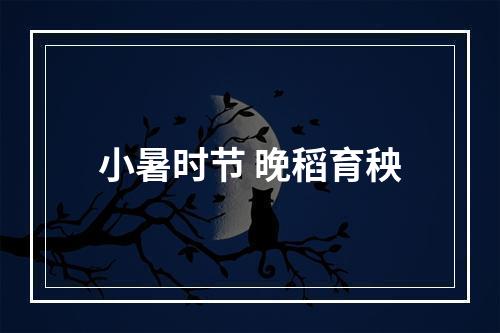 小暑时节 晚稻育秧