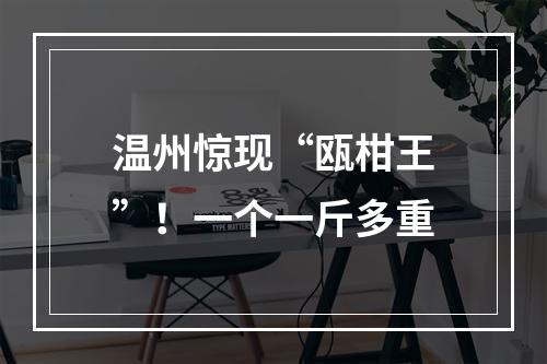 温州惊现“瓯柑王”！一个一斤多重