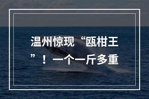 温州惊现“瓯柑王”！一个一斤多重