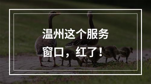 温州这个服务窗口，红了！