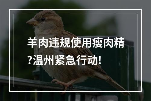 羊肉违规使用瘦肉精?温州紧急行动!