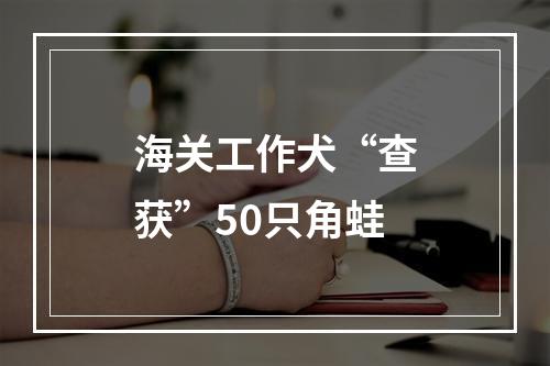 海关工作犬“查获”50只角蛙