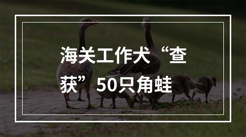 海关工作犬“查获”50只角蛙