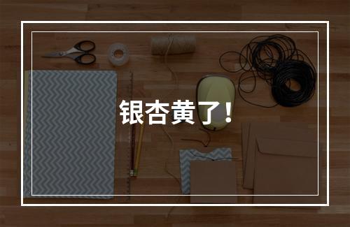 银杏黄了！