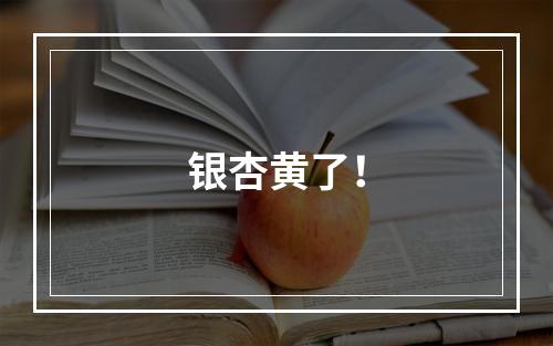 银杏黄了！