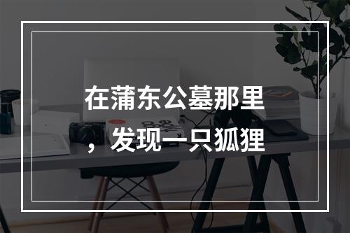 在蒲东公墓那里，发现一只狐狸