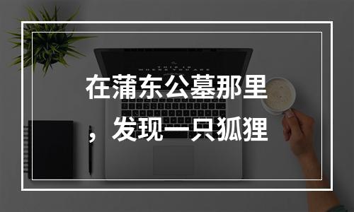 在蒲东公墓那里，发现一只狐狸