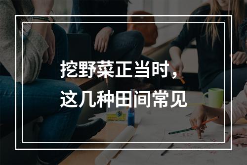 挖野菜正当时，这几种田间常见