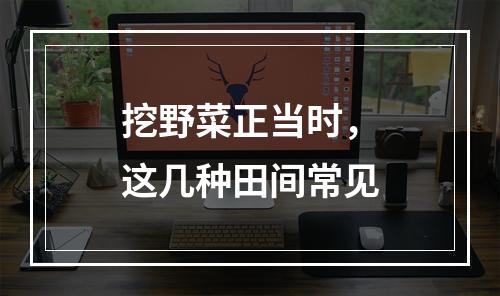 挖野菜正当时，这几种田间常见