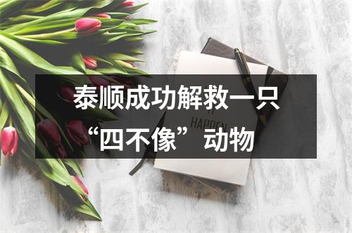 泰顺成功解救一只“四不像”动物