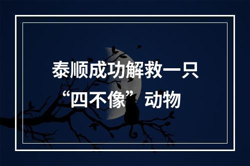 泰顺成功解救一只“四不像”动物
