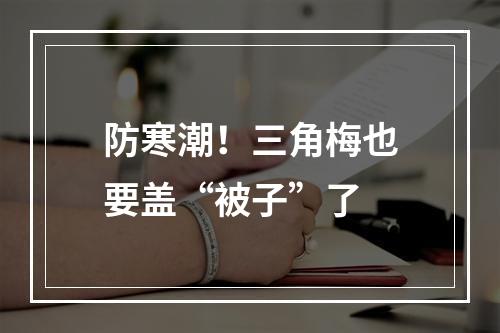 防寒潮！三角梅也要盖“被子”了