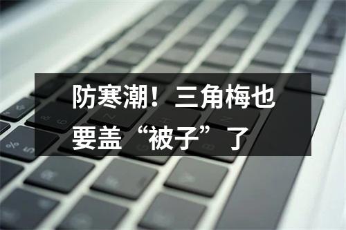防寒潮！三角梅也要盖“被子”了