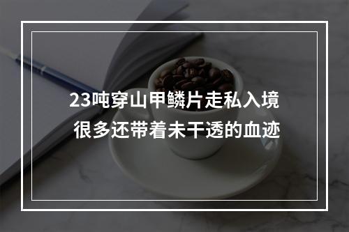 23吨穿山甲鳞片走私入境 很多还带着未干透的血迹