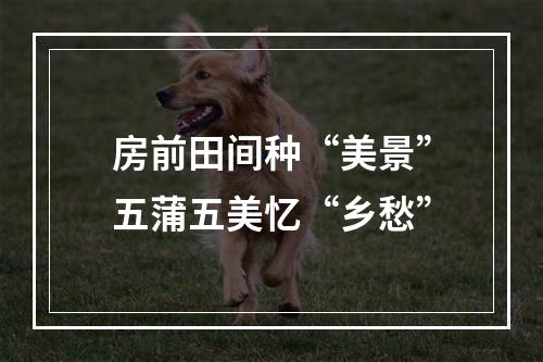房前田间种“美景”五蒲五美忆“乡愁”