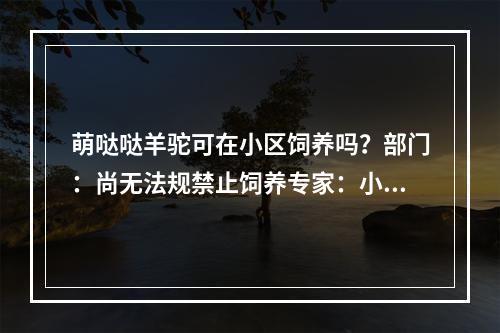 萌哒哒羊驼可在小区饲养吗？部门：尚无法规禁止饲养专家：小区环境不适合饲 ...