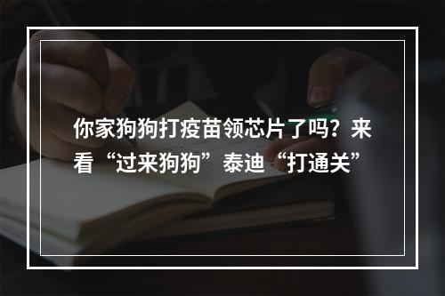 你家狗狗打疫苗领芯片了吗？来看“过来狗狗”泰迪“打通关”