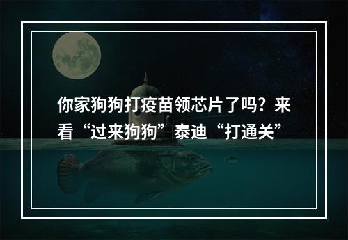 你家狗狗打疫苗领芯片了吗？来看“过来狗狗”泰迪“打通关”