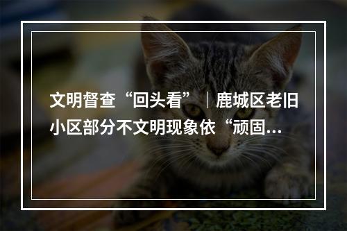 文明督查“回头看”｜鹿城区老旧小区部分不文明现象依“顽固”
