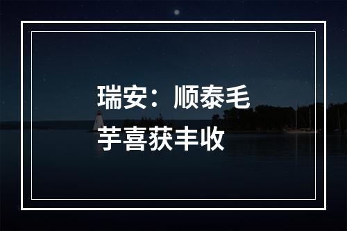 瑞安：顺泰毛芋喜获丰收