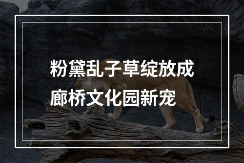 粉黛乱子草绽放成廊桥文化园新宠