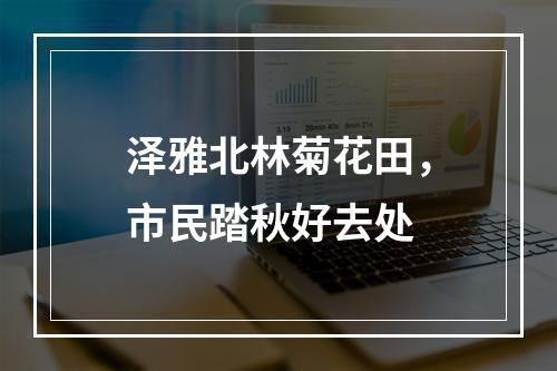 泽雅北林菊花田，市民踏秋好去处