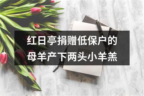 红日亭捐赠低保户的母羊产下两头小羊羔