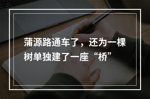 蒲源路通车了，还为一棵树单独建了一座“桥”