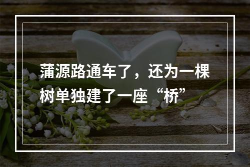 蒲源路通车了，还为一棵树单独建了一座“桥”