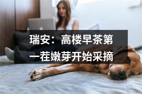 瑞安：高楼早茶第一茬嫩芽开始采摘